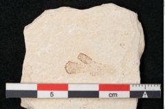 Foto (Detailansicht) von Plantae indet.  (NHMW-GEO-2024-0188-11477)